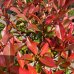 Červienka Fraserova (Photinia × fraseri) ´RED ROBIN´ - výška 80-100 cm, kont. C5L - NA KMIENKU